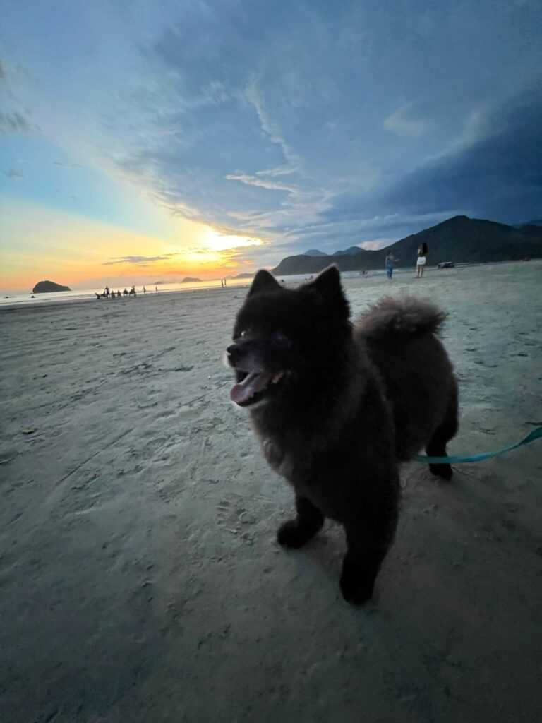 cachorro-morre-apos-ataque-de-pastor-alemao-sem-guia-em-praia-de-uba