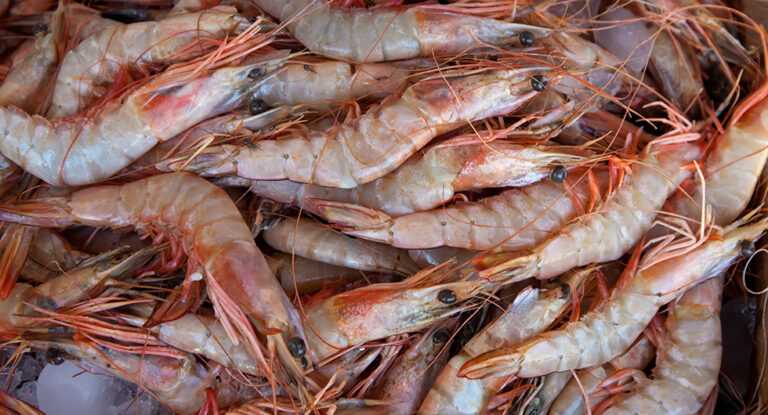 encerramento-do-defeso-libera-pesca-do-camarao-no-litoral-paulista