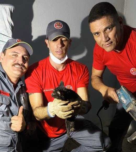 equipe-do-corpo-de-bombeiros-resgata-filhote-de-gato-preso-em-tubulacao-dentro-de-residencia