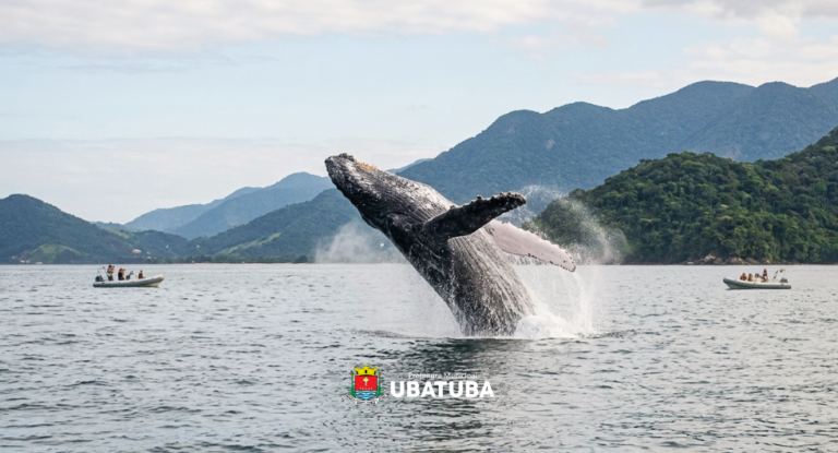 ubatuba-institui-programa-ubatuba-azul-–-avistamento-consciente