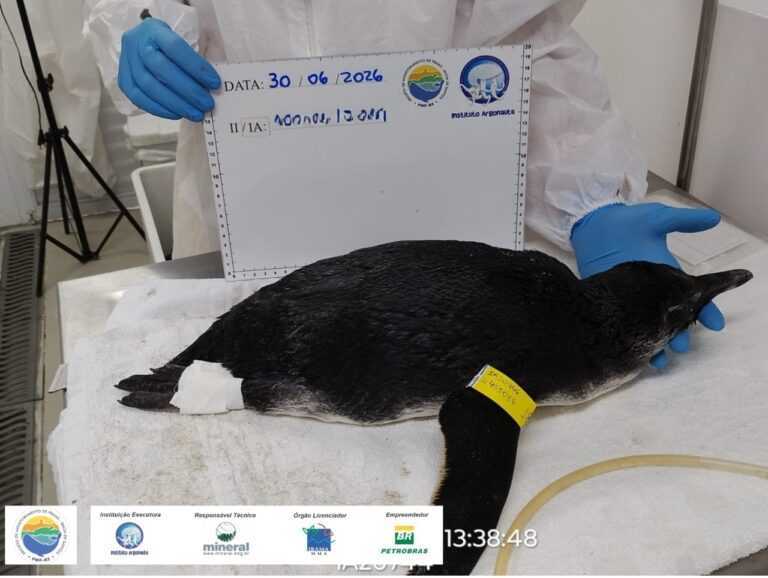 pinguim-de-magalhaes-jovem-e-resgatado-por-bombeiros-na-praia-das-toninhas,-em-ubatuba